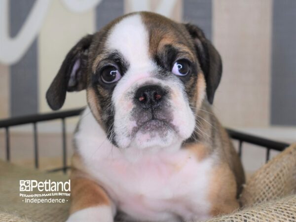 Miniature Bulldog-DOG-Female-Sable and White-3374-Petland Independence & Lee's Summit, MO