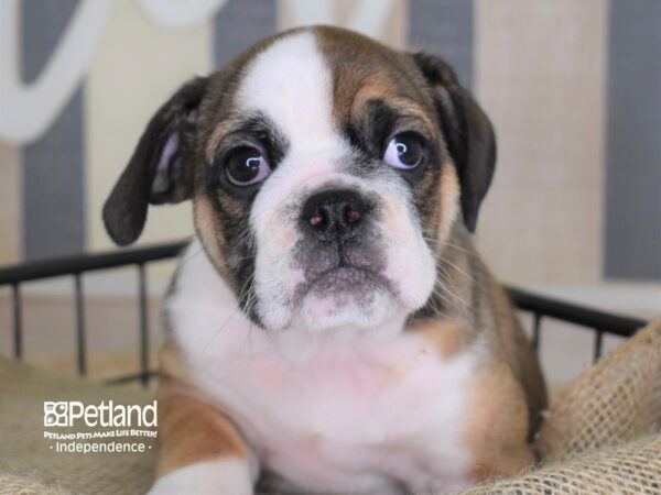 Miniature Bulldog DOG Female Sable and White 3374 Petland Independence, Missouri