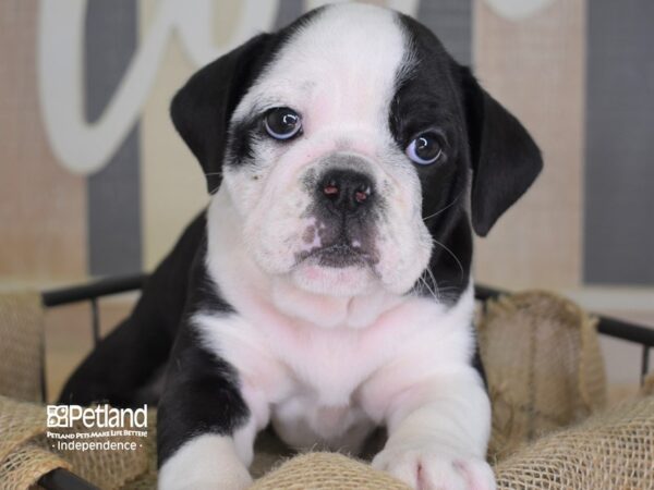Miniature Bulldog-DOG-Male-Black and White-3390-Petland Independence, Missouri
