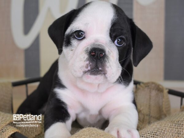 Miniature Bulldog-DOG-Male-Black and White-3390-Petland Independence & Lee's Summit, MO