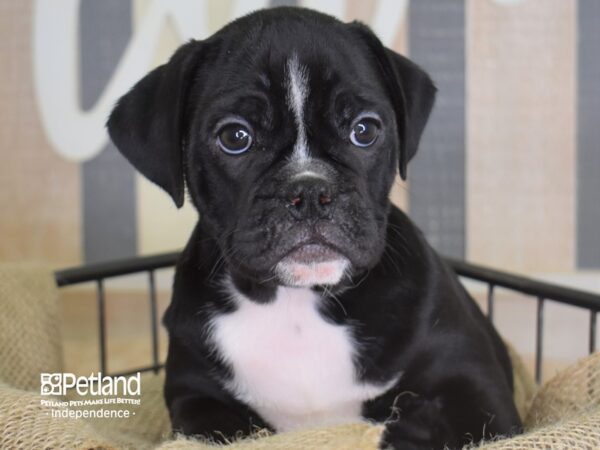 Miniature Bulldog-DOG-Male-Black and White-3373-Petland Independence, Missouri