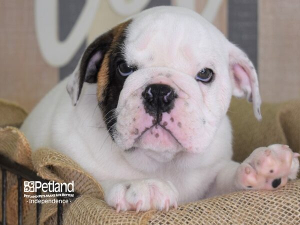English Bulldog-DOG-Male-White-3371-Petland Independence, Missouri