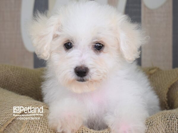 Bichon Poo DOG Female White 3382 Petland Independence, Missouri