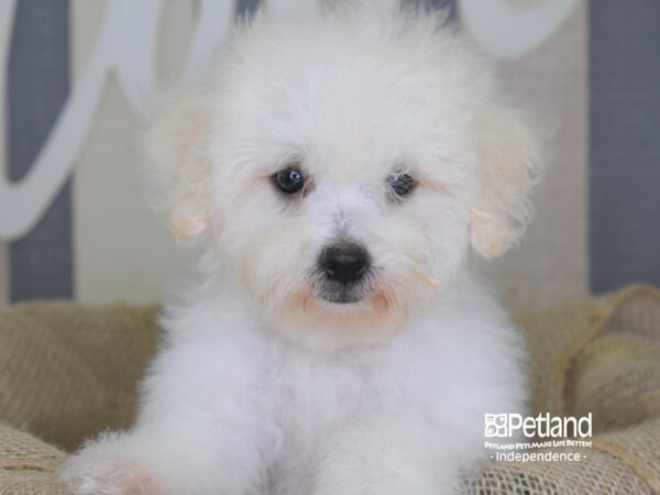 Bichon Poo DOG Male White 3381 Petland Independence, Missouri