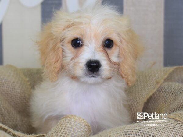 Cavachon-DOG-Male-Tan-3383-Petland Independence, Missouri