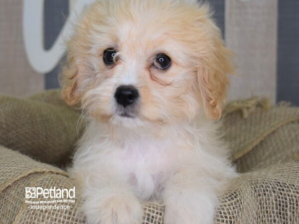 Cavachon-DOG-Female-Tan-3384-Petland Independence, Missouri