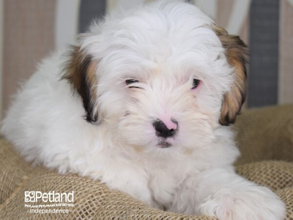 Shih Poo-DOG-Male-White-3377-Petland Independence, Missouri