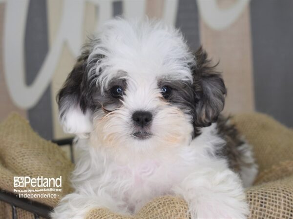 Shih Poo DOG Female Tri-Color 3387 Petland Independence, Missouri