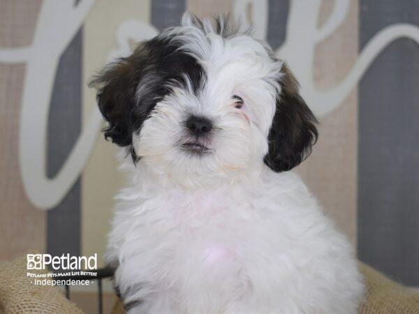 Shih Poo-DOG-Male-White-3386-Petland Independence, Missouri