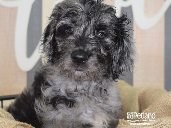 Standard Goldendoodle-DOG-Female-Blue Merle-3380-Petland Independence, Missouri