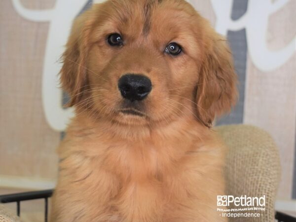 Golden Retriever DOG Female Dark Golden 3370 Petland Independence, Missouri