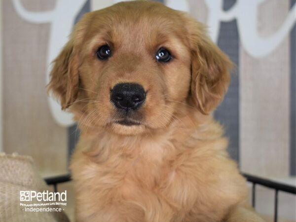 Golden Retriever DOG Female Dark Golden 3369 Petland Independence, Missouri