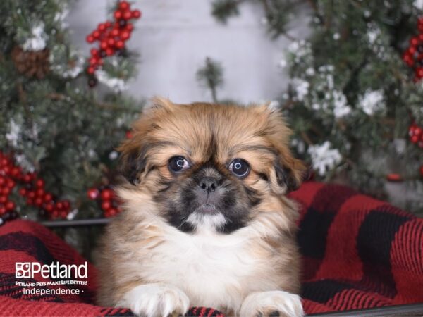 Pekingese-DOG-Female-Gold Parti-3415-Petland Independence, Missouri