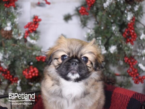 Pekingese DOG Female Sable Parti 3416 Petland Independence, Missouri