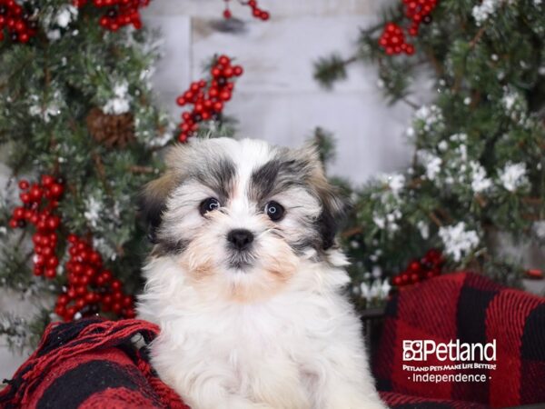 Teddy Bear-DOG-Female-Gold and White-3408-Petland Independence & Lee's Summit, MO
