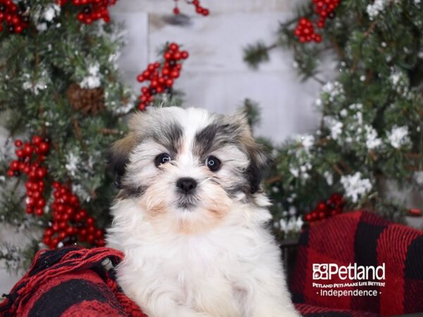 Teddy Bear-DOG-Female-Gold and White-3408-Petland Independence, Missouri