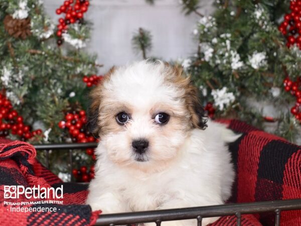 Teddy Bear-DOG-Female-Gold and White-3410-Petland Independence & Lee's Summit, MO