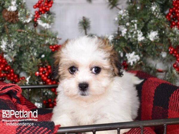 Teddy Bear DOG Female Gold and White 3410 Petland Independence, Missouri