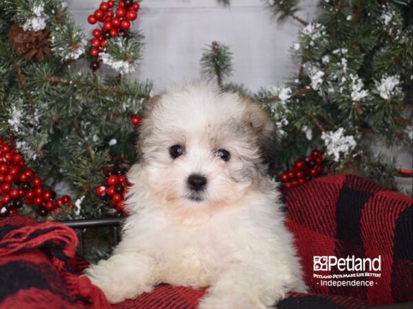 Teddy Bear DOG Female Gold and White 3411 Petland Independence, Missouri