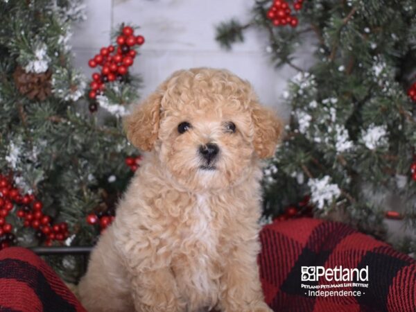 Bichon Poo-DOG-Female-Apricot-3419-Petland Independence & Lee's Summit, MO
