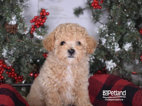 Bichon Poo DOG Female Apricot 3419 Petland Independence, Missouri