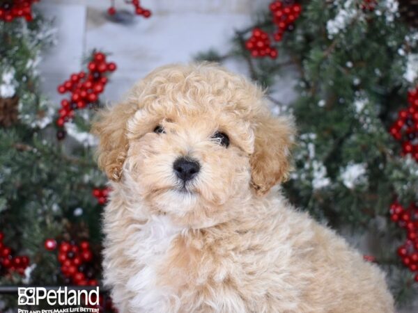 Bichon Poo DOG Male Apricot 3417 Petland Independence, Missouri