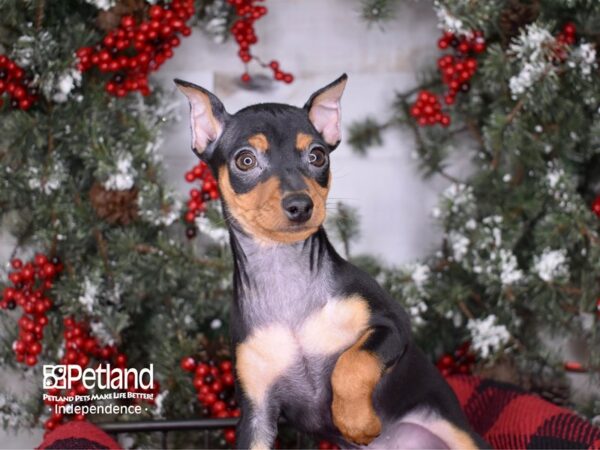 Miniature Pinscher DOG Male Black and Rust 3412 Petland Independence, Missouri