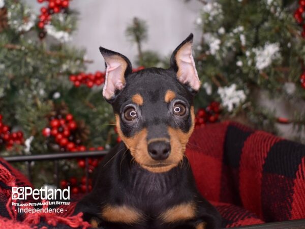 Miniature Pinscher-DOG-Female-Black and Rust-3413-Petland Independence, Missouri