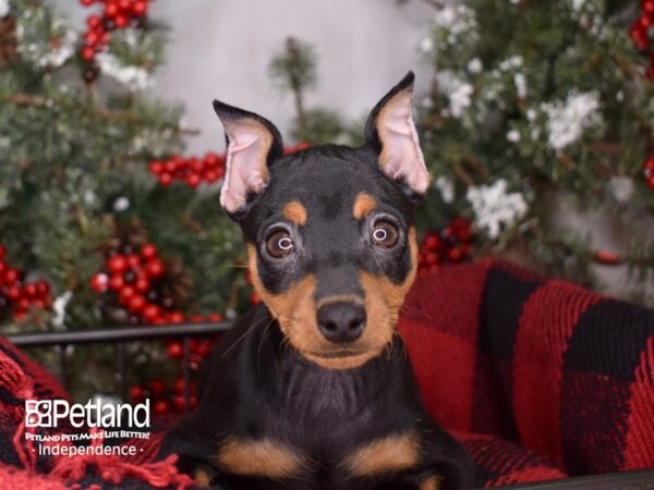 Miniature Pinscher DOG Female Black and Rust 3413 Petland Independence, Missouri