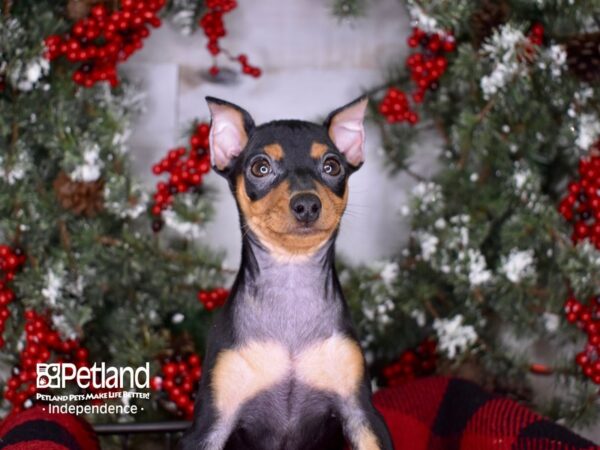 Miniature Pinscher-DOG-Female-Black and Rust-3414-Petland Independence, Missouri