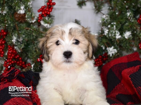 Teddy Bear DOG Male Gold and White 3407 Petland Independence, Missouri