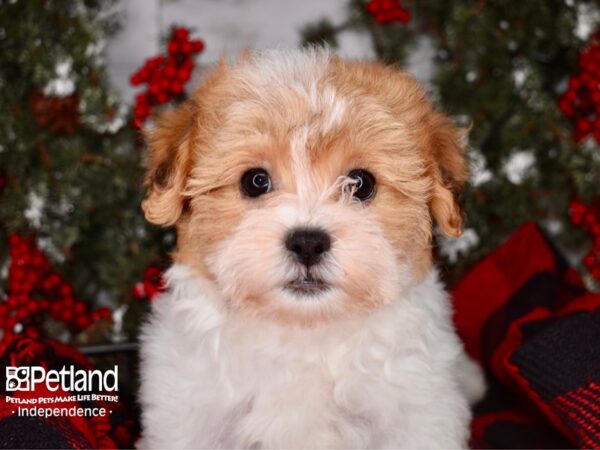 Teddy Bear-DOG-Female-Gold and White-3409-Petland Independence, Missouri