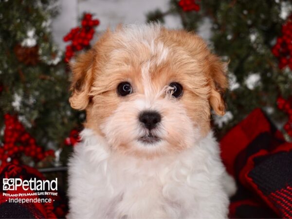 Teddy Bear DOG Female Gold and White 3409 Petland Independence, Missouri