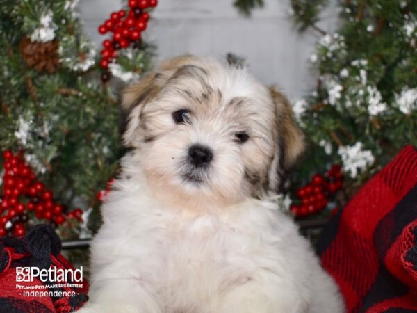Teddy Bear-DOG-Male-Gold and White-3406-Petland Independence, Missouri
