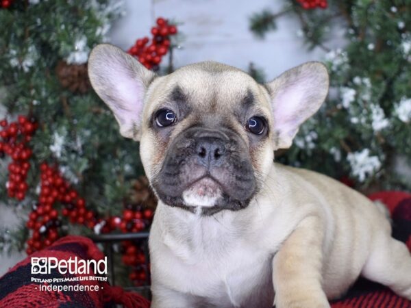 French Bulldog-DOG-Female-Chocolate Fawn-3399-Petland Independence & Lee's Summit, MO