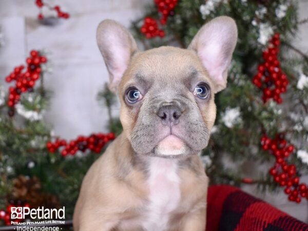 French Bulldog DOG Female Blue Fawn 3398 Petland Independence, Missouri