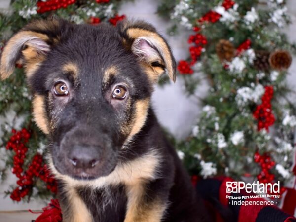 German Shepherd DOG Female Black and Tan 3404 Petland Independence, Missouri