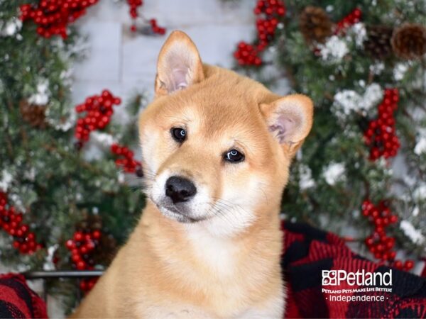Shiba Inu-DOG-Male-Red Sesame-3394-Petland Independence & Lee's Summit, MO