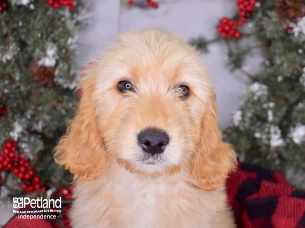 Goldendoodle DOG Female Apricot 3393 Petland Independence, Missouri