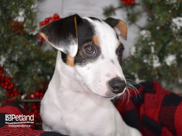 Jack Russell Terrier DOG Male White and Brown 3403 Petland Independence, Missouri