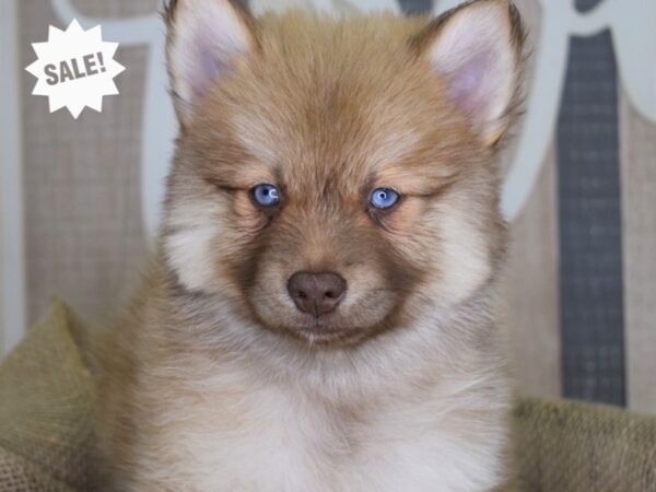 Pomsky DOG 3223 Petland Independence, Missouri