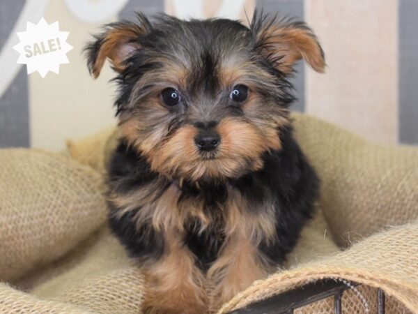 Yorkshire Terrier-DOG-Male-Black and Tan-3245-Petland Independence, Missouri
