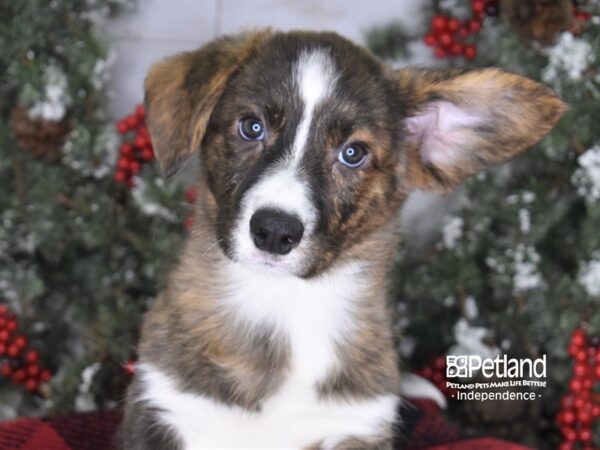 Cardigan Welsh Corgi-DOG-Male-Brindle-3342-Petland Independence, Missouri