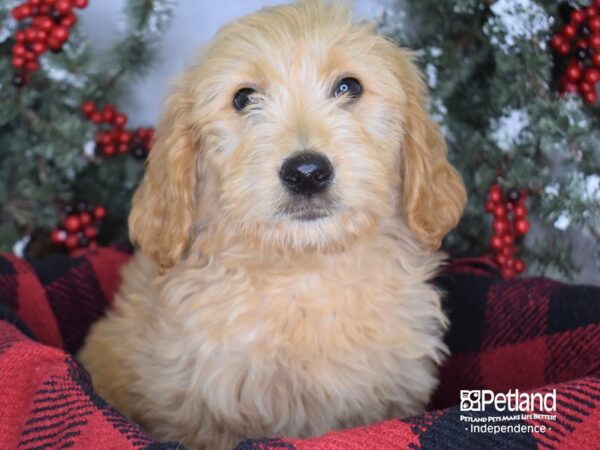 Goldendoodle DOG Male Red 3392 Petland Independence, Missouri