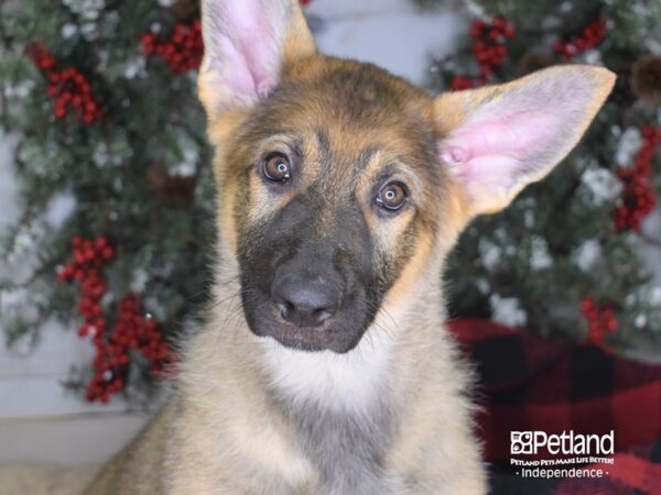 German Shepherd DOG Male Sable 3405 Petland Independence, Missouri