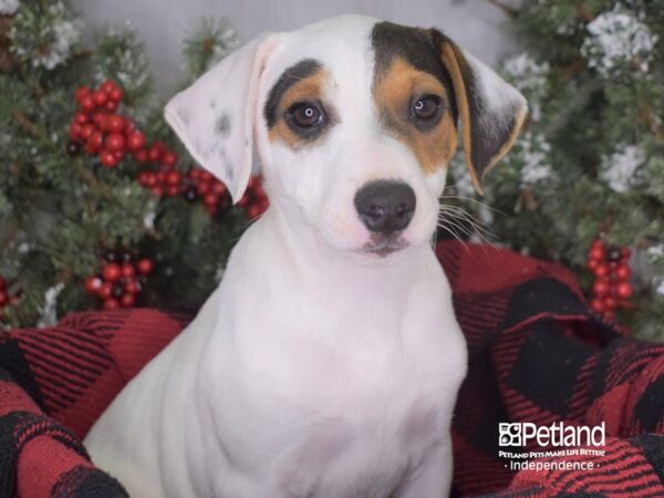 Jack Russell Terrier DOG Male White and Brown 3402 Petland Independence, Missouri