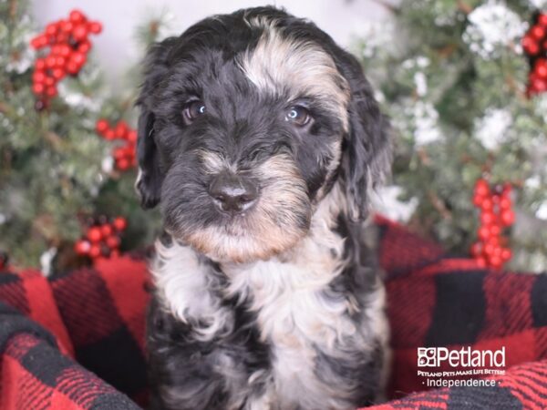 Goldendoodle-DOG-Male-Blue Merle-3420-Petland Independence, Missouri