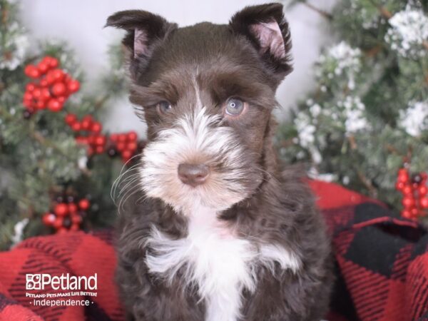 Miniature Schnauzer DOG Male Chocolate and White Parti 3421 Petland Independence, Missouri