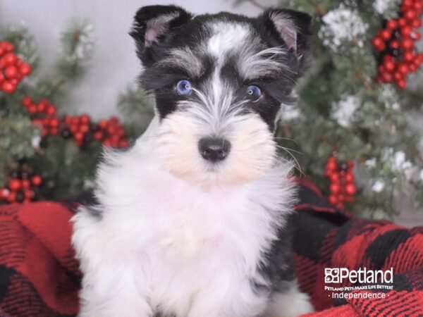 Miniature Schnauzer DOG Male Black and White 3422 Petland Independence, Missouri