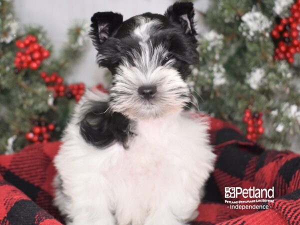 Miniature Schnauzer DOG Female Black and White 3423 Petland Independence, Missouri